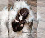 Small Photo #3 Newfoundland Puppy For Sale in MADISON, WI, USA