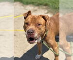 Small #8 American Pit Bull Terrier Mix