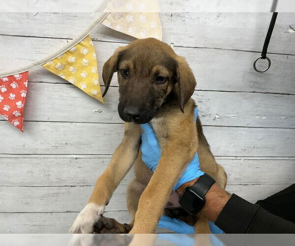 Medium Photo #1 German Shepherd Dog Puppy For Sale in San Bernardino, CA, USA