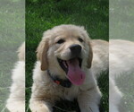 Small #8 Golden Retriever