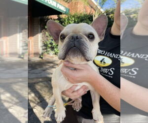 French Bulldog Dogs for adoption in W Hollywood, CA, USA