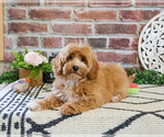 Small #3 Cavapoo (Miniature)