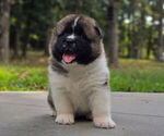Small Photo #39 Akita Puppy For Sale in STRAFFORD, MO, USA
