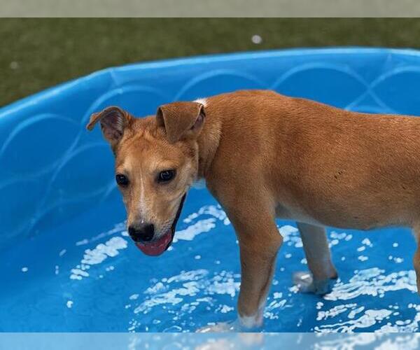 Medium Photo #1 American Staffordshire Terrier-Unknown Mix Puppy For Sale in Waco, TX, USA