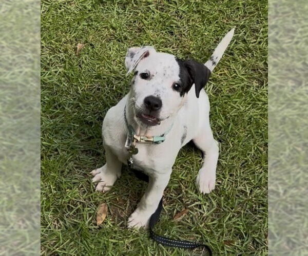 Medium Photo #4 American Pit Bull Terrier-Unknown Mix Puppy For Sale in Raleigh, NC, USA