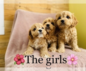 Cavalier King Charles Spaniel-Poodle (Standard) Mix Puppy for sale in COOKEVILLE, TN, USA