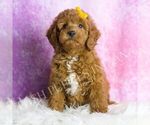 Small #4 Goldendoodle (Miniature)