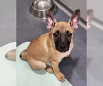 Small #1 Pug Mix