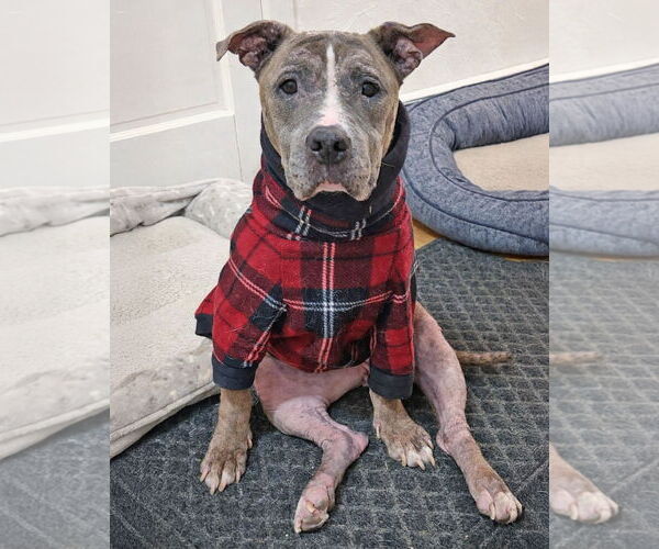 Medium Photo #1 American Pit Bull Terrier Puppy For Sale in Westminster, MA, USA