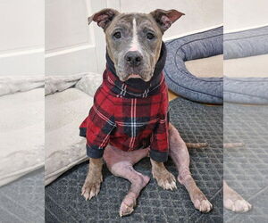 American Pit Bull Terrier Dogs for adoption in Westminster, MA, USA