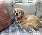 Small #3 Pekingese