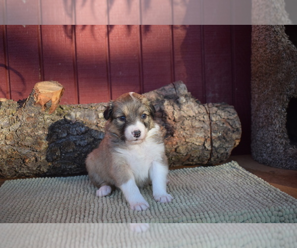 Medium Photo #1 English Shepherd Puppy For Sale in LAKE WILDWOOD, CA, USA