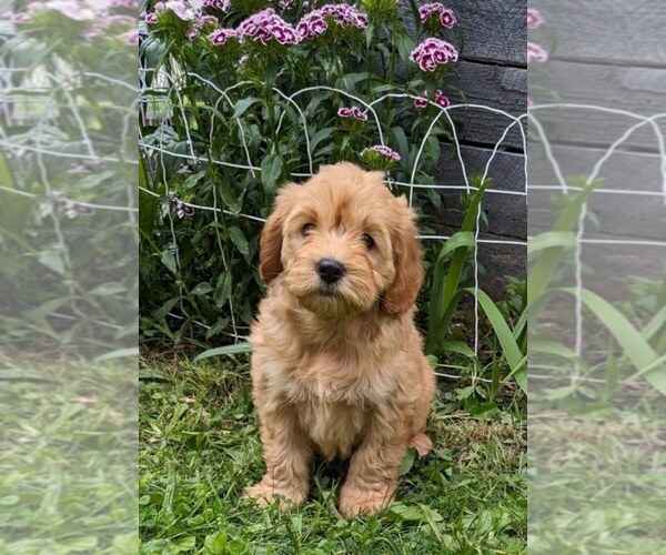 Medium Photo #9 Cockapoo-Poodle (Miniature) Mix Puppy For Sale in SALEM, MO, USA