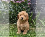 Small #7 Cockapoo-Poodle (Miniature) Mix