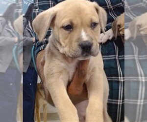 Boxer Dogs for adoption in Oklahoma City, OK, USA