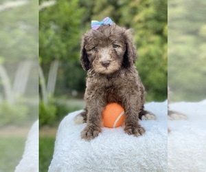 Goldendoodle-Poodle (Standard) Mix Puppy for sale in PORTERVILLE, CA, USA