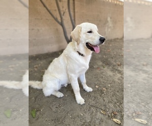 English Cream Golden Retriever Puppy for sale in ANAHEIM, CA, USA