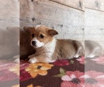 Small #3 Pembroke Welsh Corgi