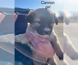 Huskies -Saint Bernard Mix Dogs for adoption in San Angelo, TX, USA
