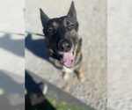 Small #3 German Shepherd Dog