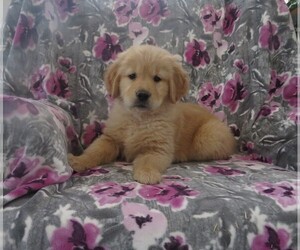 Golden Retriever Puppy for Sale in MECHANICSVILLE, Maryland USA