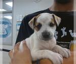 Small Mutt