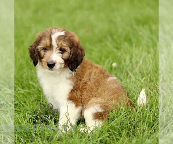 Medium Photo #4 Bernedoodle (Miniature) Puppy For Sale in NEW HOLLAND, PA, USA