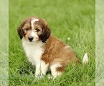 Small #3 Bernedoodle (Miniature)
