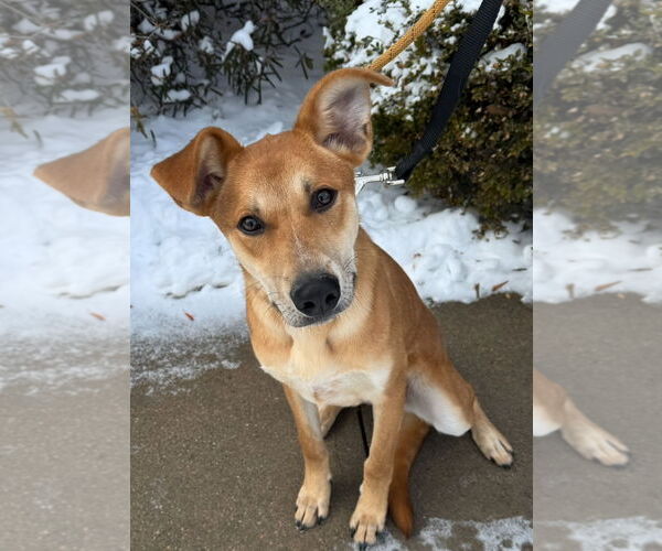 Medium Photo #1 Mutt Puppy For Sale in Omaha, NE, USA