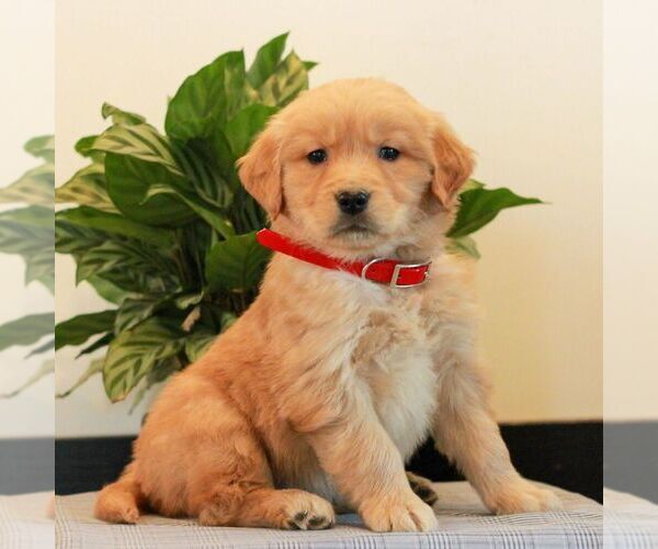 Medium Photo #4 Golden Retriever Puppy For Sale in LITITZ, PA, USA