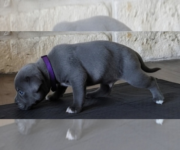 Medium Photo #2 American Bully Puppy For Sale in COPPERAS COVE, TX, USA