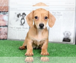 Dachshund Puppy for sale in BEL AIR, MD, USA