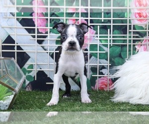 Boston Terrier Puppy for sale in MARIETTA, GA, USA