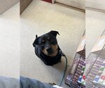 Small #4 Rottweiler