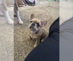 Small #7 French Bulldog