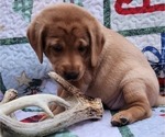 Small Photo #7 Labrador Retriever Puppy For Sale in BUFFALO, NY, USA