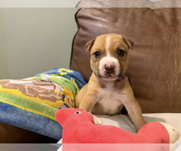 Medium Photo #6 Mutt Puppy For Sale in Holly Springs, NC, USA