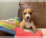Small #5 Mutt
