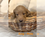 Small #2 Labradoodle