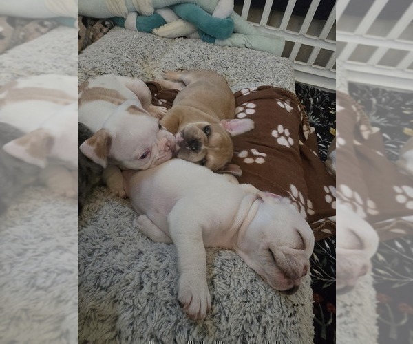 Medium Photo #3 French Bulldog Puppy For Sale in CHINO HILLS, CA, USA