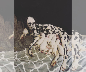 Dalmatian Puppy for sale in RICHMOND, IN, USA