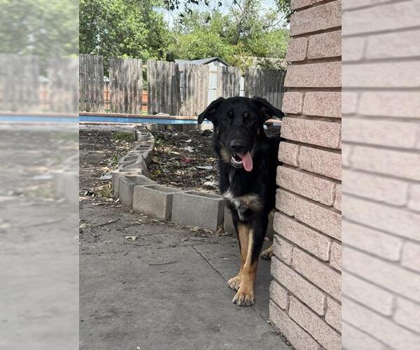 Medium Photo #2 German Shepherd Dog-Unknown Mix Puppy For Sale in San Antonio, TX, USA