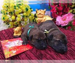 Phu Quoc (Vietnam Island) Ridgeback Puppy for sale in PASADENA, CA, USA