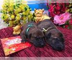 Small Photo #1 Phu Quoc (Vietnam Island) Ridgeback Puppy For Sale in PASADENA, CA, USA