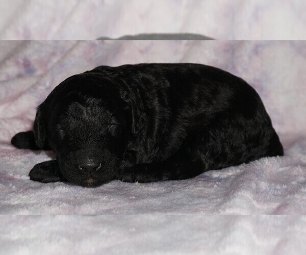 Medium Photo #1 Labradoodle mix (+ Poodle Standard) Puppy For Sale in LA HABRA, CA, USA