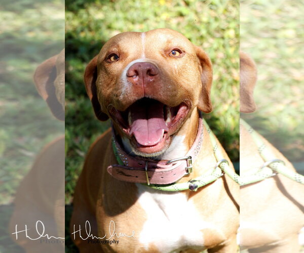 Medium Photo #17 American Staffordshire Terrier-Unknown Mix Puppy For Sale in Sanford, FL, USA