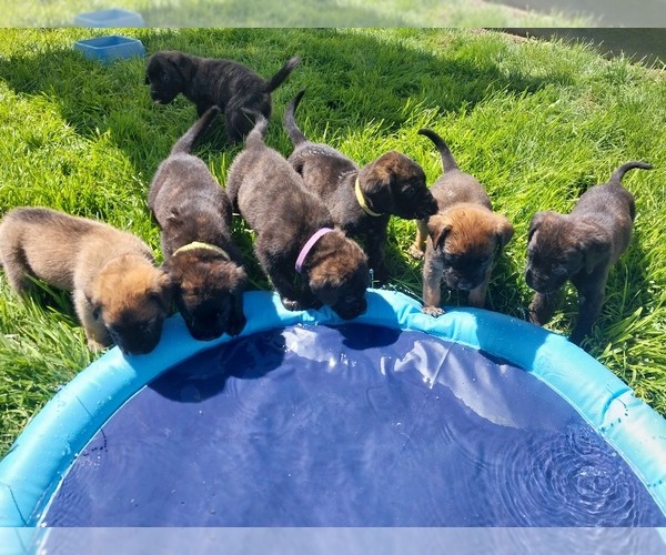 Medium Photo #6 Mastiff Puppy For Sale in MITCHELL, NE, USA