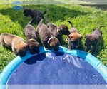 Small #5 Mastiff