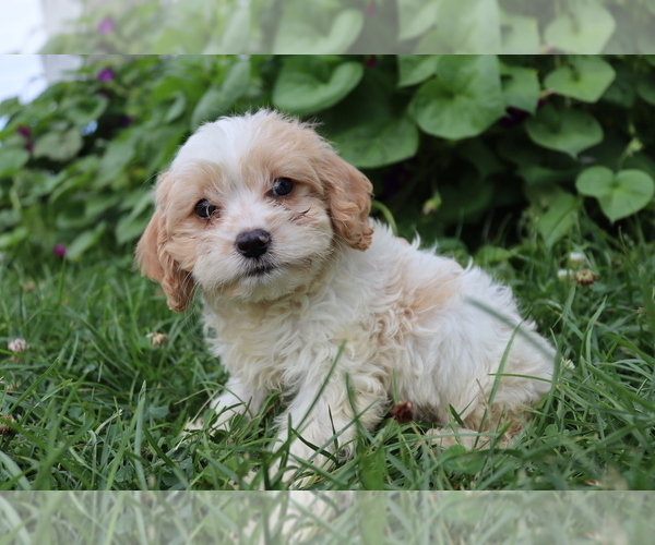 Medium Photo #6 Cavapoo Puppy For Sale in WEST SALEM, OH, USA