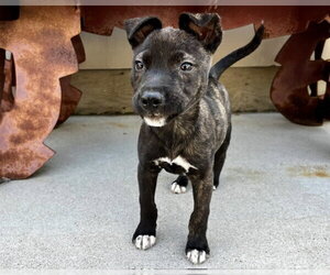 Mutt Dogs for adoption in Santa Cruz, CA, USA